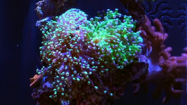 5 Gallon Pico Reef смотреть онлайн