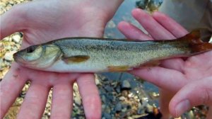 Специальная удочка на крупного гольяна. Рыбалка в Приморском крае.