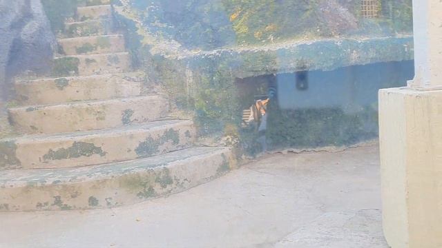 LEOPARD Московский Зоопарк смотреть онлайн