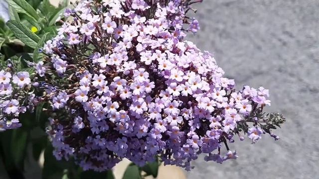 Budleia Grand Cascade : Bleu Flowers смотреть онлайн
