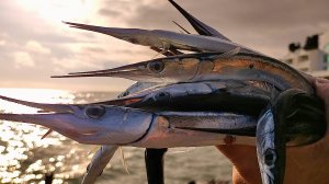 МЫ ЕГО НАШЛИ!  Попали На Раздачу Кабанов.  Морская Рыбалка в Крыму.  Ловля Саргана Зимой!