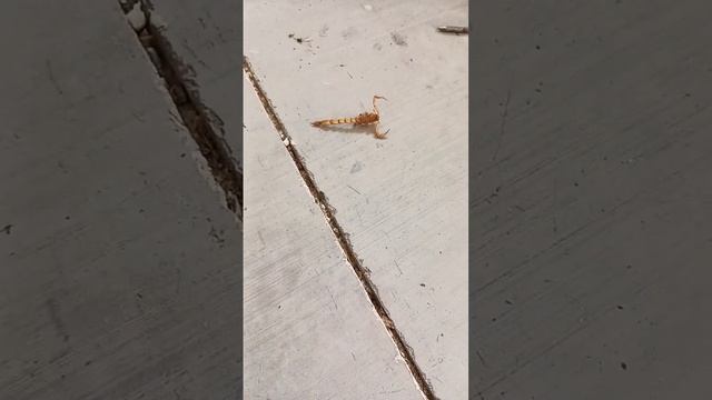 I've found a scorpion 🦂 scary at least to me lol смотреть онлайн