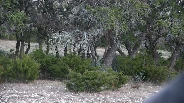 2015 Las Matasones XX- SABO Sight And Sika Buck Bow Hunt In Texas Hill Country 1080P High