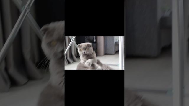 6 минут из жизни кота Фила! смотреть онлайн