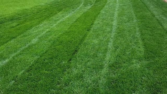 Greene Charge + Molasses = WOW! #diylawncare #results смотреть онлайн
