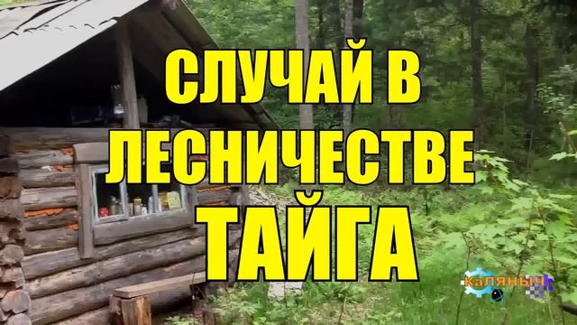 0566 СЛУЧАЙ в ЛЕСУ РАССКАЗЫ ЛЕСНИКА СУДЬБА ИСТОРИИ из ЖИЗНИ ВСЕ СЕРИИ МЕДВЕДИ ВОЛКИ в ЛЕСУ ОХОТА РЫБ смотреть онлайн
