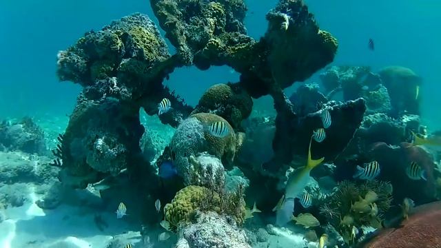 Cuba. Cayo Guillermo. Snorkelling. смотреть онлайн