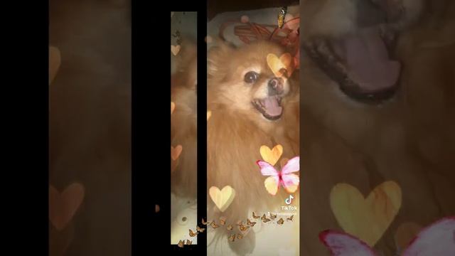 #шпиц #шпиц-груня-с-любящей-хозяйкой