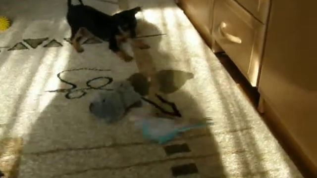 собака и попугай смотреть онлайн