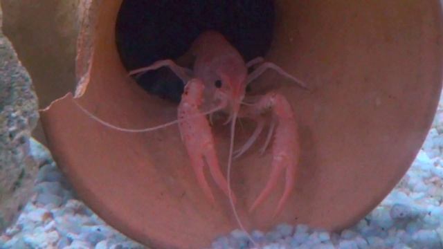 Nong Khai Aquarium смотреть онлайн