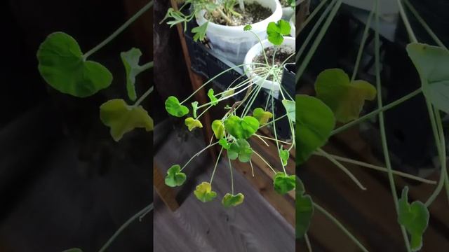 ДушистыеКапризныеПеларгонии