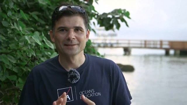 Streamlined Sharks - Live Investigation (AM) #CoralLive смотреть онлайн