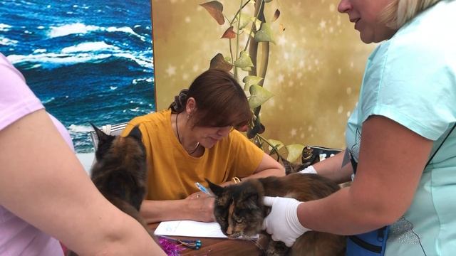 Выставка Москва 6-7 июля.Питомник мейн кун котят 