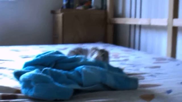 ХОРЬ дуреет после купания=) смотреть онлайн