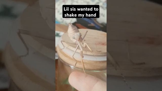 hand...well, finger you get the idea #mantis #insects #animals #meme #funny #mantisreligiosa смотреть онлайн