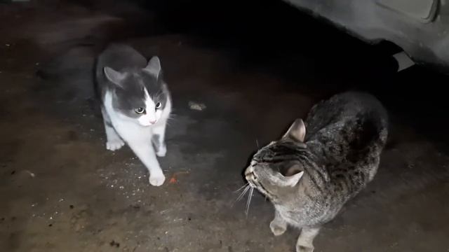Коты ругаются смотреть онлайн