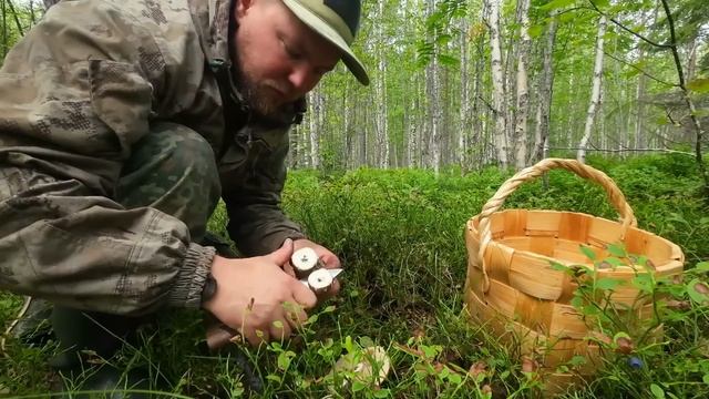 СБОР ГРИБОВ. НАБРАЛ ПОДОСИНОВИКОВ. СБОР ГРИБОВ НА ЗИМУ. ЗАГОТАВЛИВАЮ ДАРЫ ТАЙГИ. ГРИБАЛКА УДАЛАСЬ смотреть онлайн