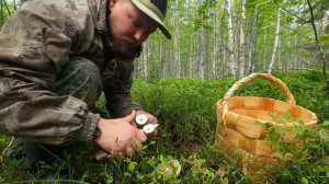 СБОР ГРИБОВ. НАБРАЛ ПОДОСИНОВИКОВ. СБОР ГРИБОВ НА ЗИМУ. ЗАГОТАВЛИВАЮ ДАРЫ ТАЙГИ. ГРИБАЛКА УДАЛАСЬ