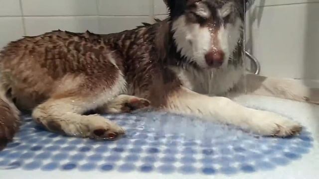 Алтай в дУше смотреть онлайн