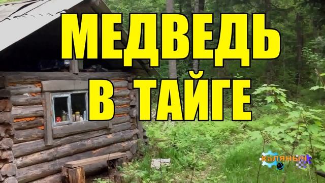 ОХОТА НА МЕДВЕДЯ _ ШАТУН В БЕРЛОГЕ _ ТАЙГА смотреть онлайн