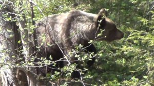 МЕДВЕДЬ выбежал прямо на МЕНЯ Тайга Рыбалка в Тайге Рудиковка Выживание Медведь на Рыбалке  Сибирь