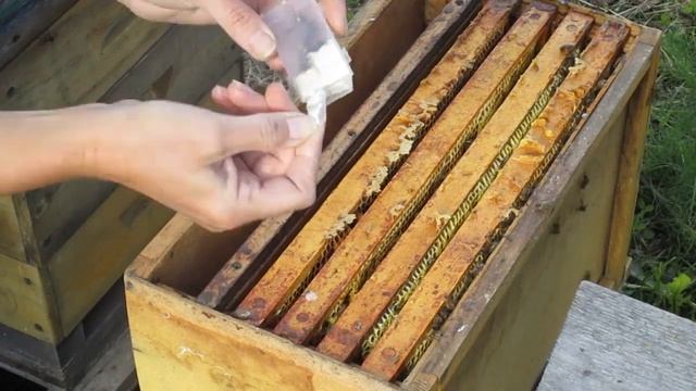 Как сделать отводок. Подсадка плодной матки. смотреть онлайн