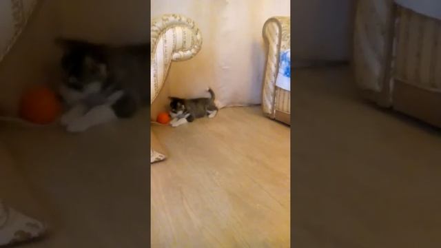 хасенок играет в мяч смотреть онлайн