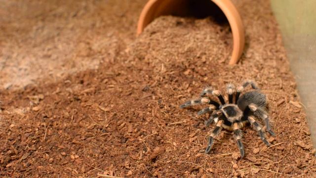 Аврора ест (brachypelma smithi) смотреть онлайн
