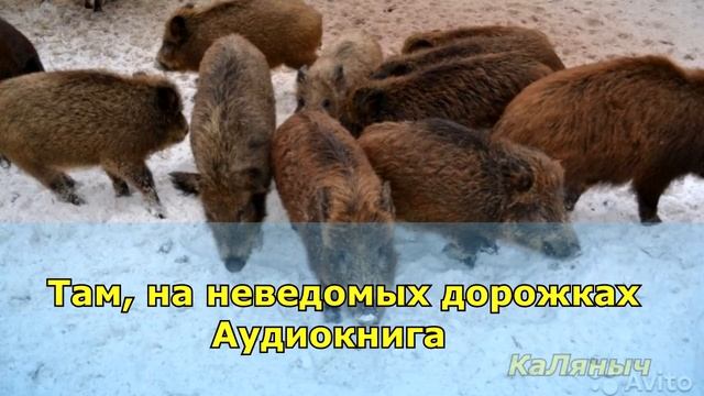 1233 - Там, на неведомых дорожках смотреть онлайн