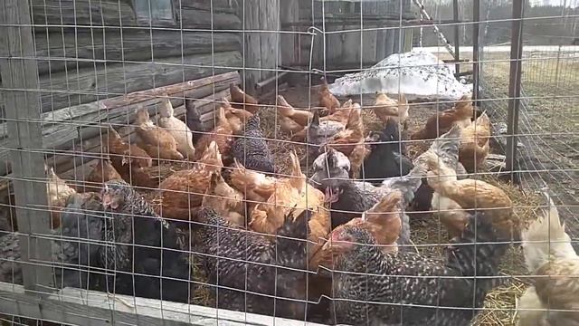 Ломан браун.Доминанты. смотреть онлайн