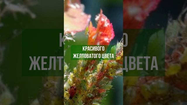 Ваши розы пожирает тля? йод и молоко их спасут! смотреть онлайн