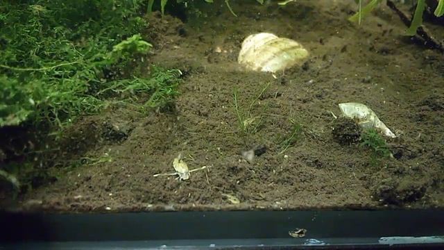 Ruderwanze im Tümpelbecken смотреть онлайн