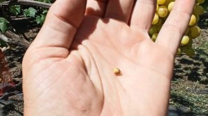 Виноград "Медовый" Заказ на черенки и саженцы по Тел,WhatsApp и Viber : 8-918-43-794-43