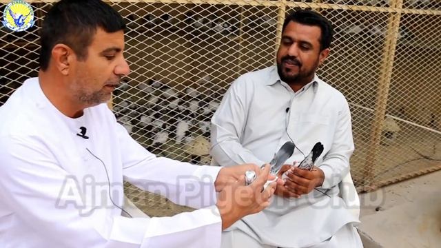 Kabotar Ka Achay Bacho Ki Pehchan|Ustad Ali Alamiri @AJMANPIGEONCLUB|Informative Video|Tips|Info смотреть онлайн