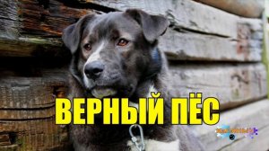 0913 - ВЕРНАЯ СОБАКА И ХОЗЯИН _ ТРОГАТЕЛЬНАЯ ИСТОРИЯ ДО СЛЁЗ