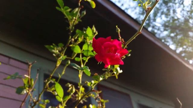 Rose in 4K ULTRA HD смотреть онлайн