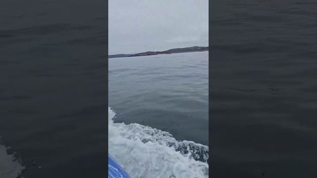 Маленький кит в Баренцевом море смотреть онлайн