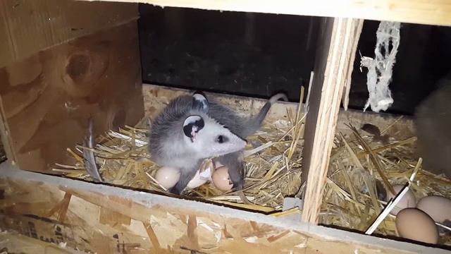 Опоссум в курятнике 2 (opossum) смотреть онлайн