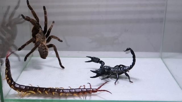 Poison Scorpion Tarantula Centipede смотреть онлайн