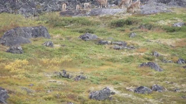 Козероги в Саянах 2 смотреть онлайн