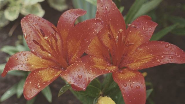 маленький дождишко - лодырям передышка смотреть онлайн