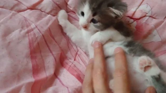 (Мальчик) Белый, серый №2 смотреть онлайн