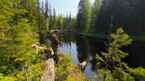 РЫБАЛКА НА ТАЁЖНОЙ РЕКЕ. ТРОФЕЙ С ПЕРВОГО ЗАБРОСА. ДИКАЯ РЕКА ПОЛНАЯ КРУПНОЙ РЫБЫ. ЛОВИМ ОКУНЯ.
