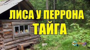 0959 - ЛИСА У ПЕРРОНА ВСТРЕЧАЛА ВАГОНЫ