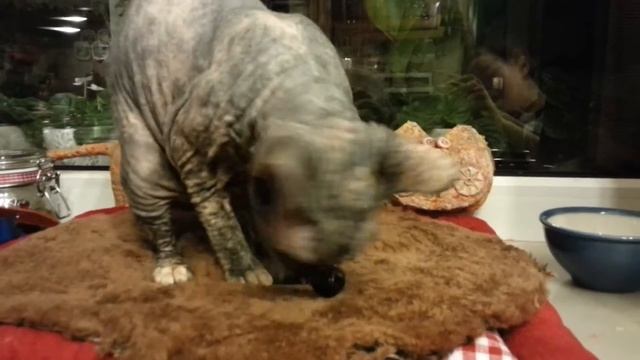 Как кошка ест оливки. смотреть онлайн