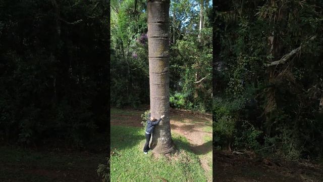 Majestosa Araucária: Conheça a árvore símbolo da Serra da Mantiqueira na Mata Atlântica смотреть онлайн