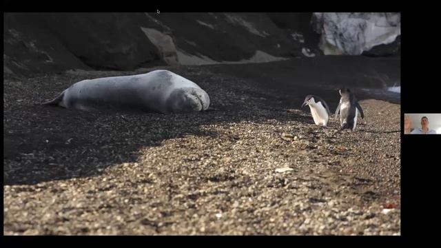 Wildlife of Antarctica - Alumni Travel Talk смотреть онлайн