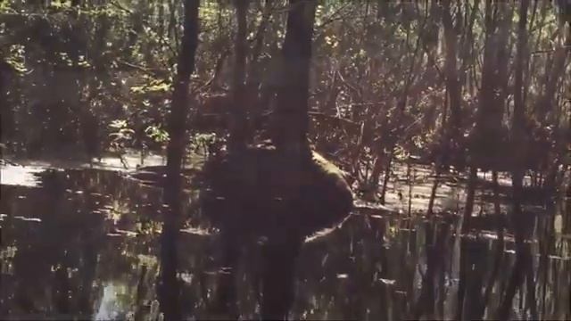 Skunkape or Swamp Sasquatch Captured on Video
Болотный Йети смотреть онлайн