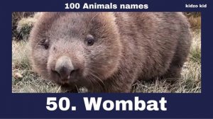 100 Animals names, 100 animals video, 100 animals names with videos for kids, Animals video, Animal