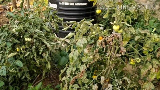 എന്റെ ഒരു Evening Routine / how i spent my evening / Malayalam / Anju's World смотреть онлайн